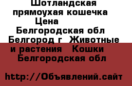 Шотландская прямоухая кошечка › Цена ­ 3 000 - Белгородская обл., Белгород г. Животные и растения » Кошки   . Белгородская обл.